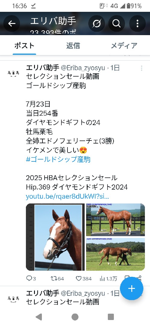 オシウマ・ダービー・ブラッド 投稿画像