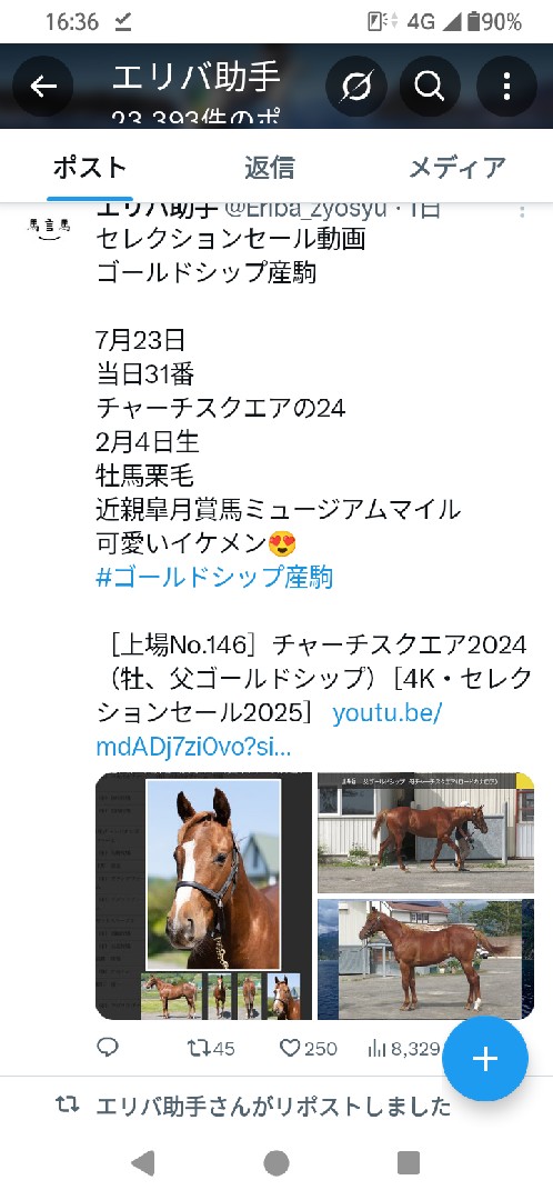 オシウマ・ダービー・ブラッド 投稿画像